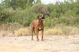 RODESIAN RIDGEBACK 260